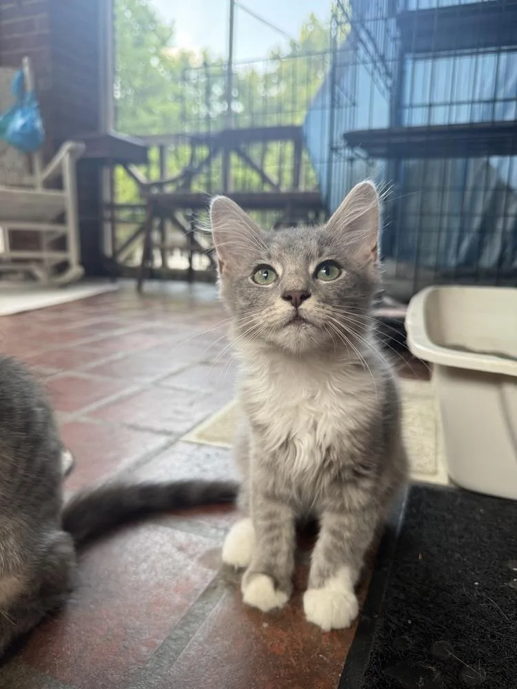A baby small-sized female Gray & White Domestic Short Hair cat named Von for adoption in Mooresville, NC