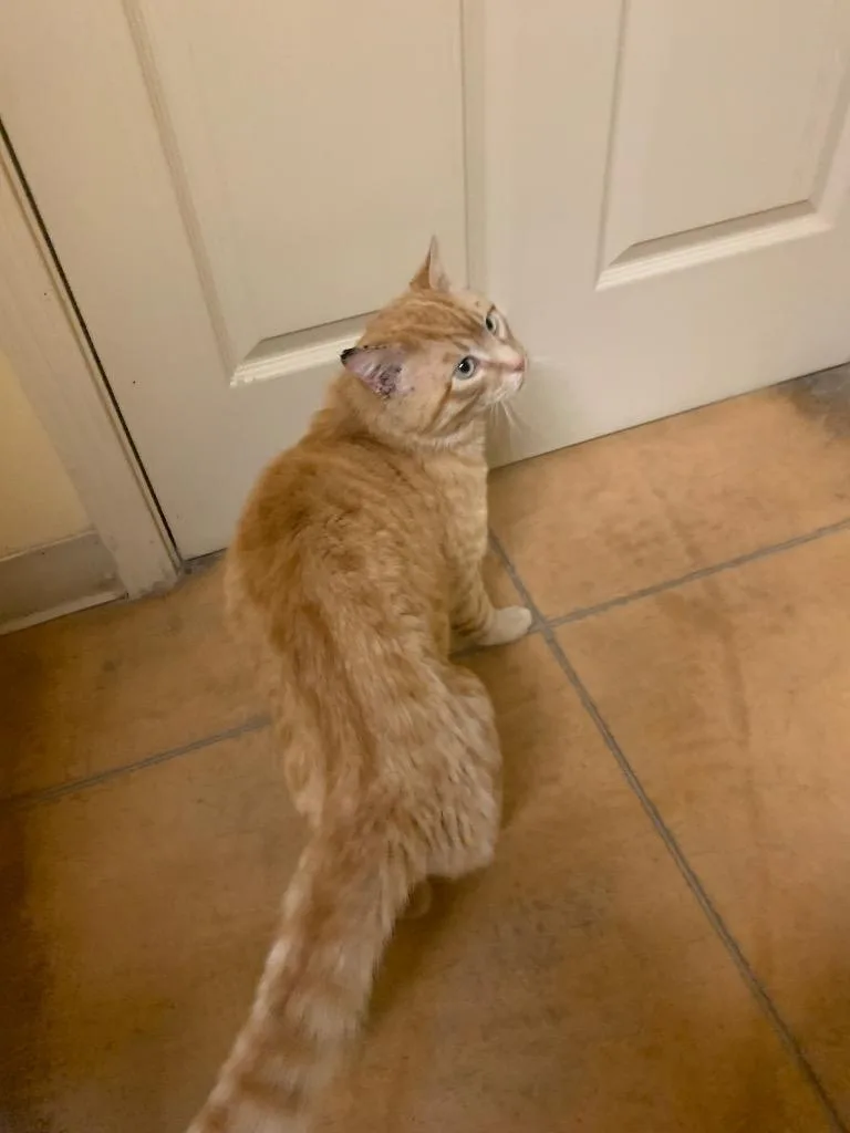 A young large-sized male Domestic Short Hair cat named Homer for adoption in Thayne, WY
