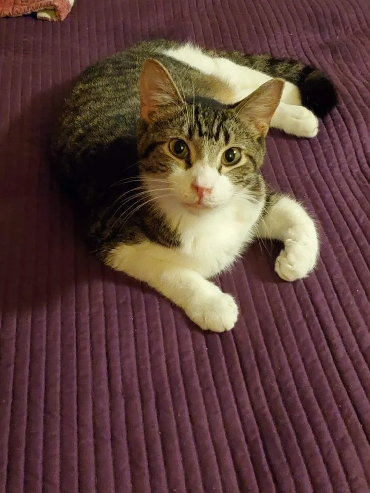 A young medium-sized male Domestic Short Hair cat named Sam for adoption in Danville, KY