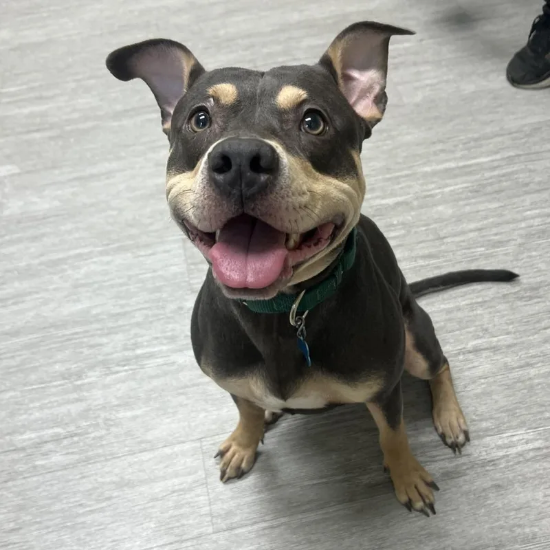 A young small-sized male Mixed Breed dog named Bixby for adoption in State College, PA