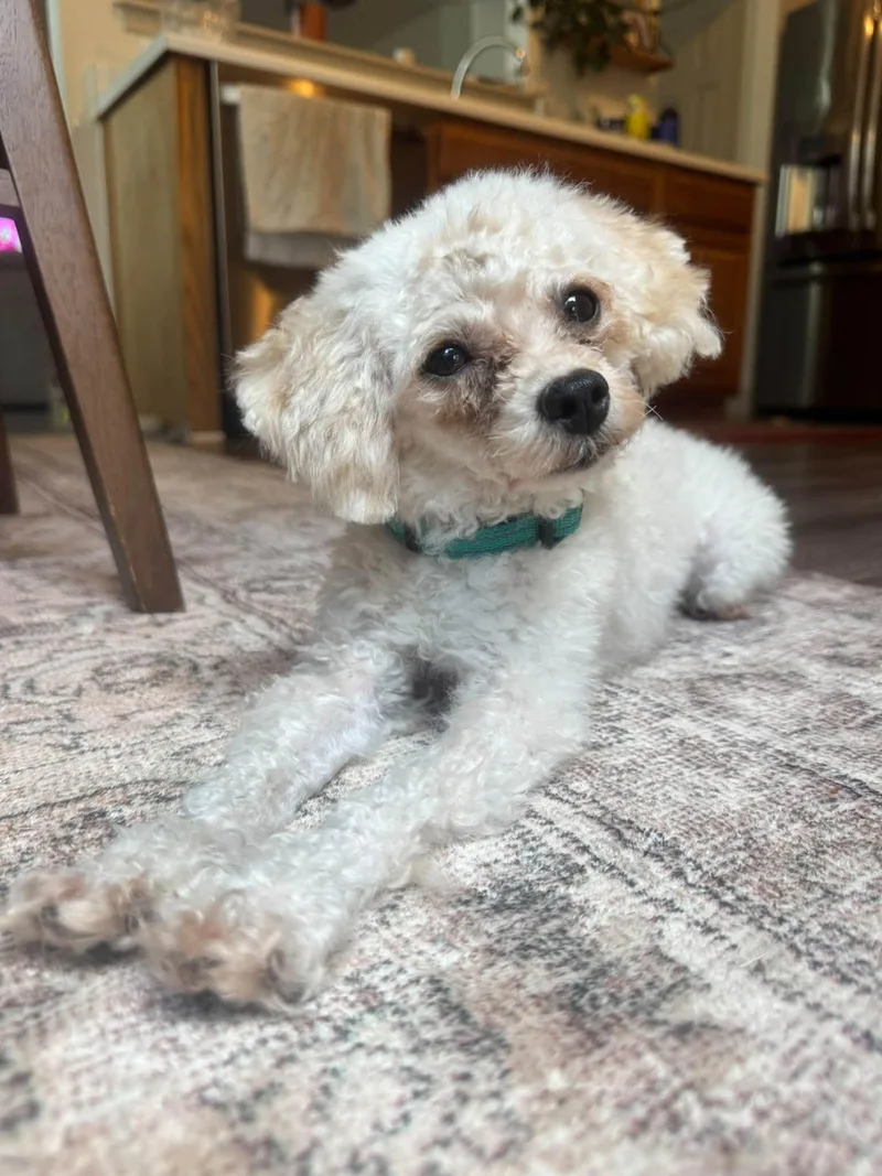 A young medium-sized male Poodle dog named Moonpie for adoption in Greenville, SC