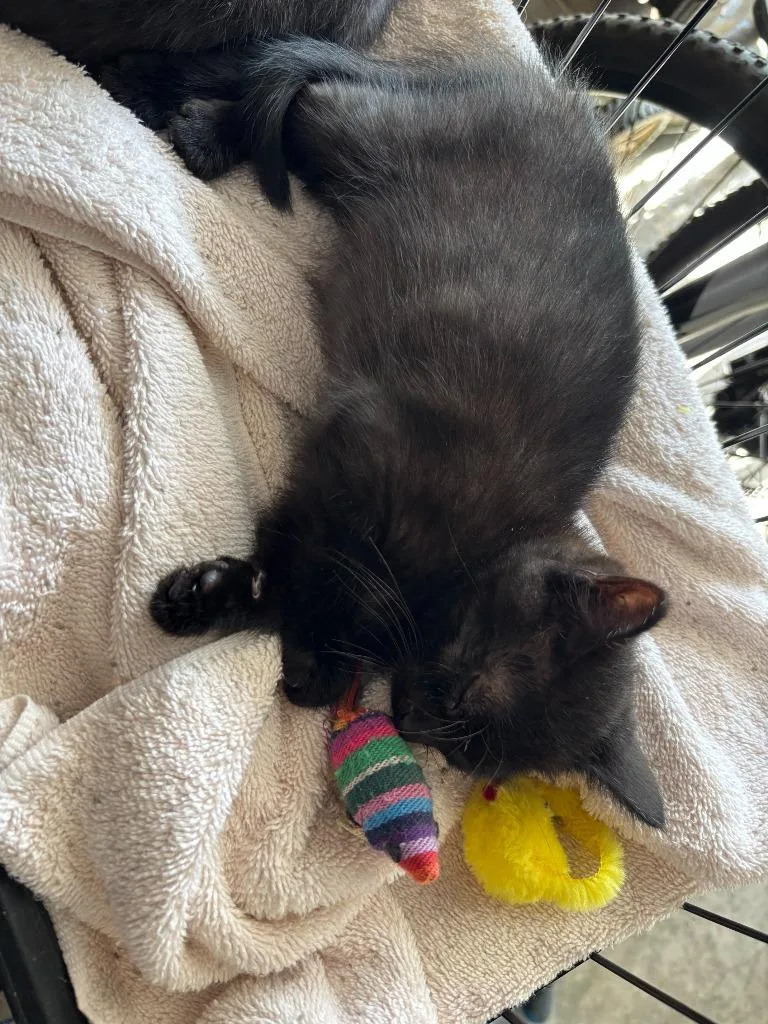 A baby medium-sized male Domestic Short Hair cat named Feynman for adoption in Cloquet, MN