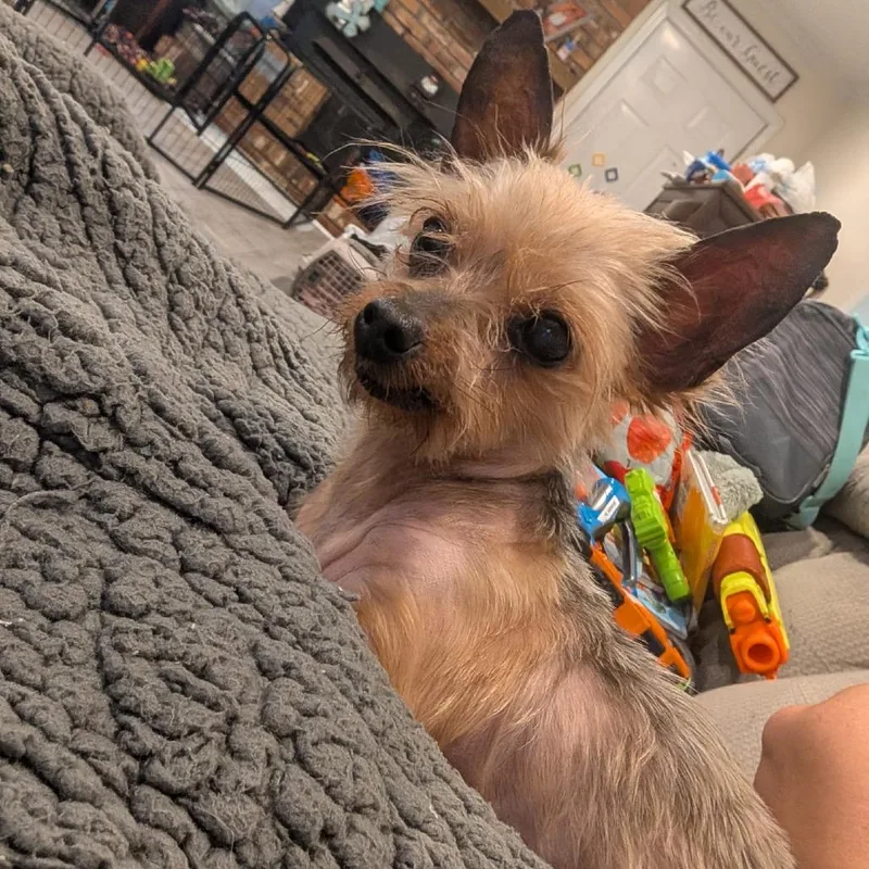A senior small-sized female Brown / Chocolate Yorkshire Terrier dog named Norma Jean for adoption in Columbus, GA