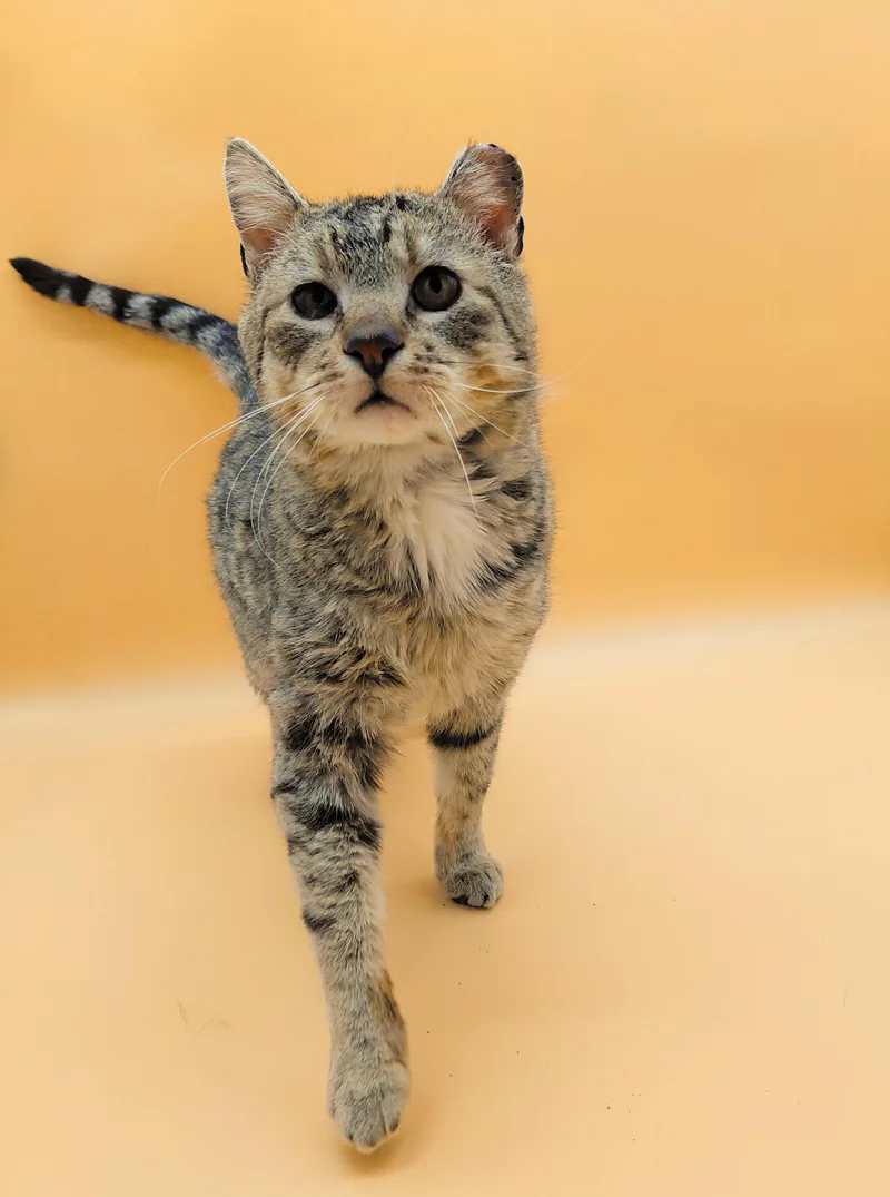 Tom Williams thumbnail 2