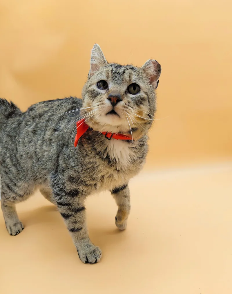 Tom Williams thumbnail 4