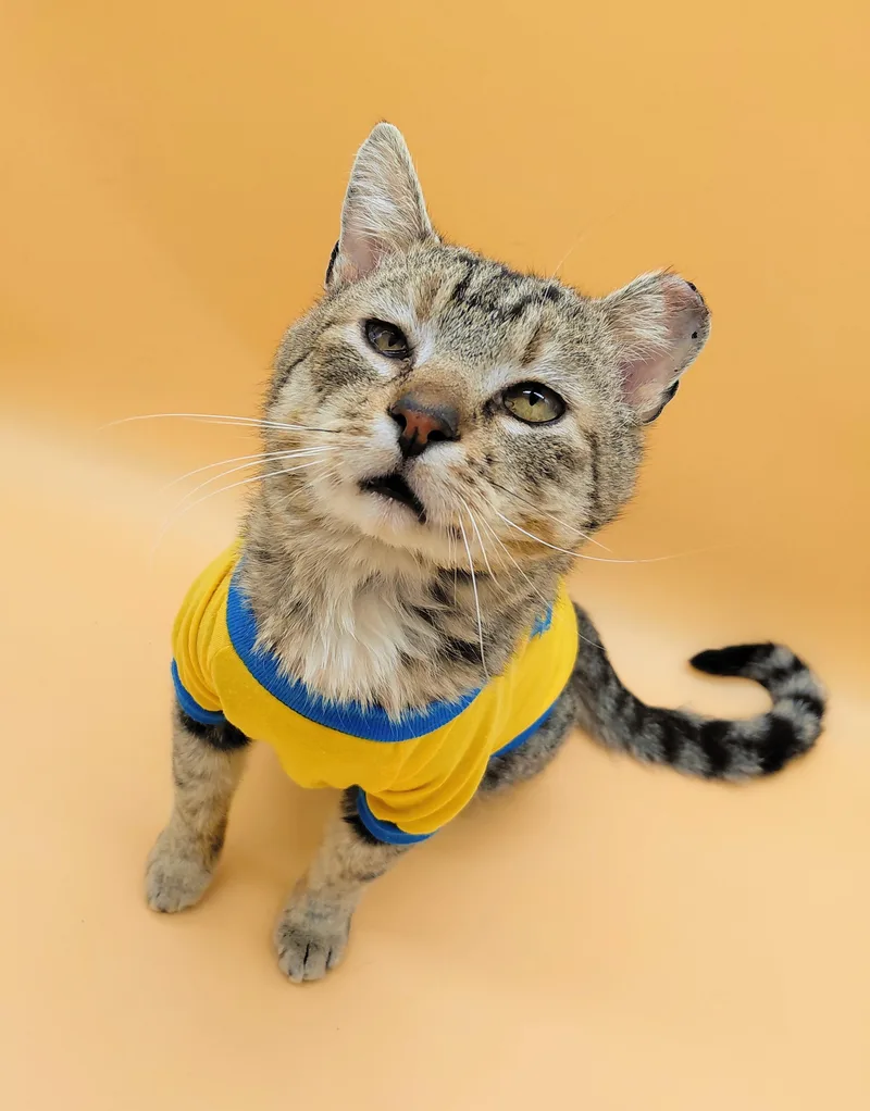 Tom Williams thumbnail 5