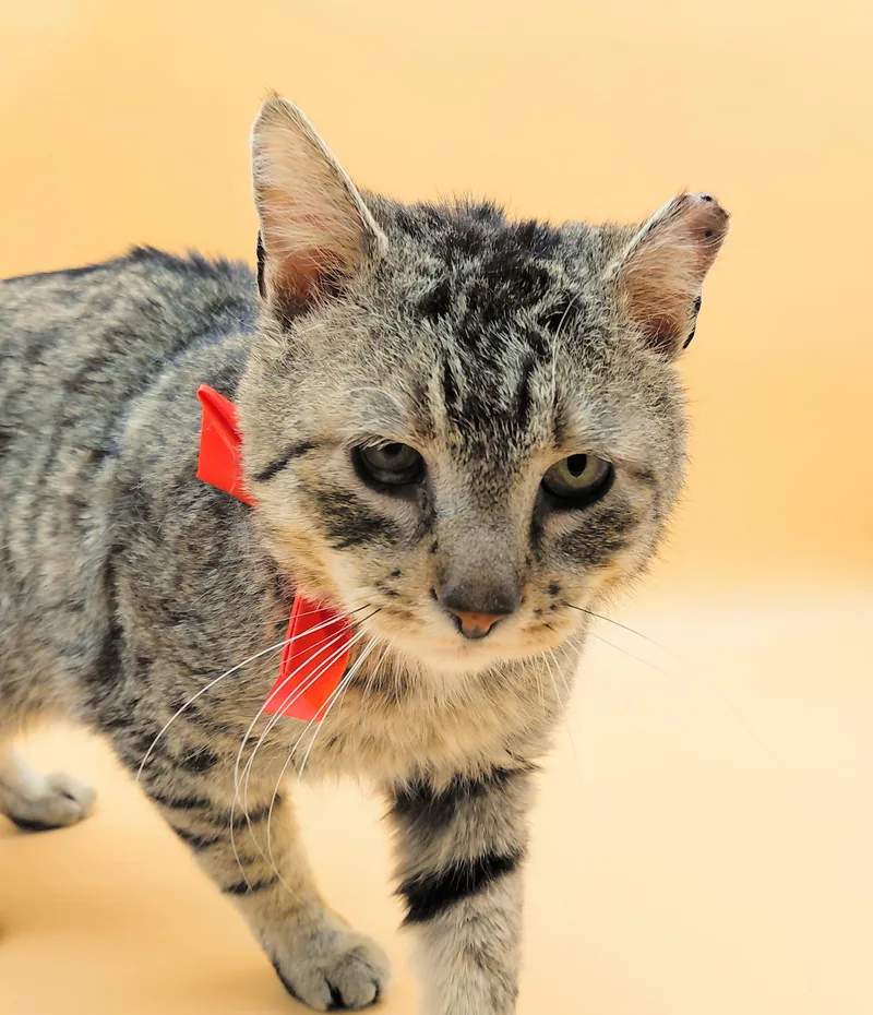 Tom Williams thumbnail 6