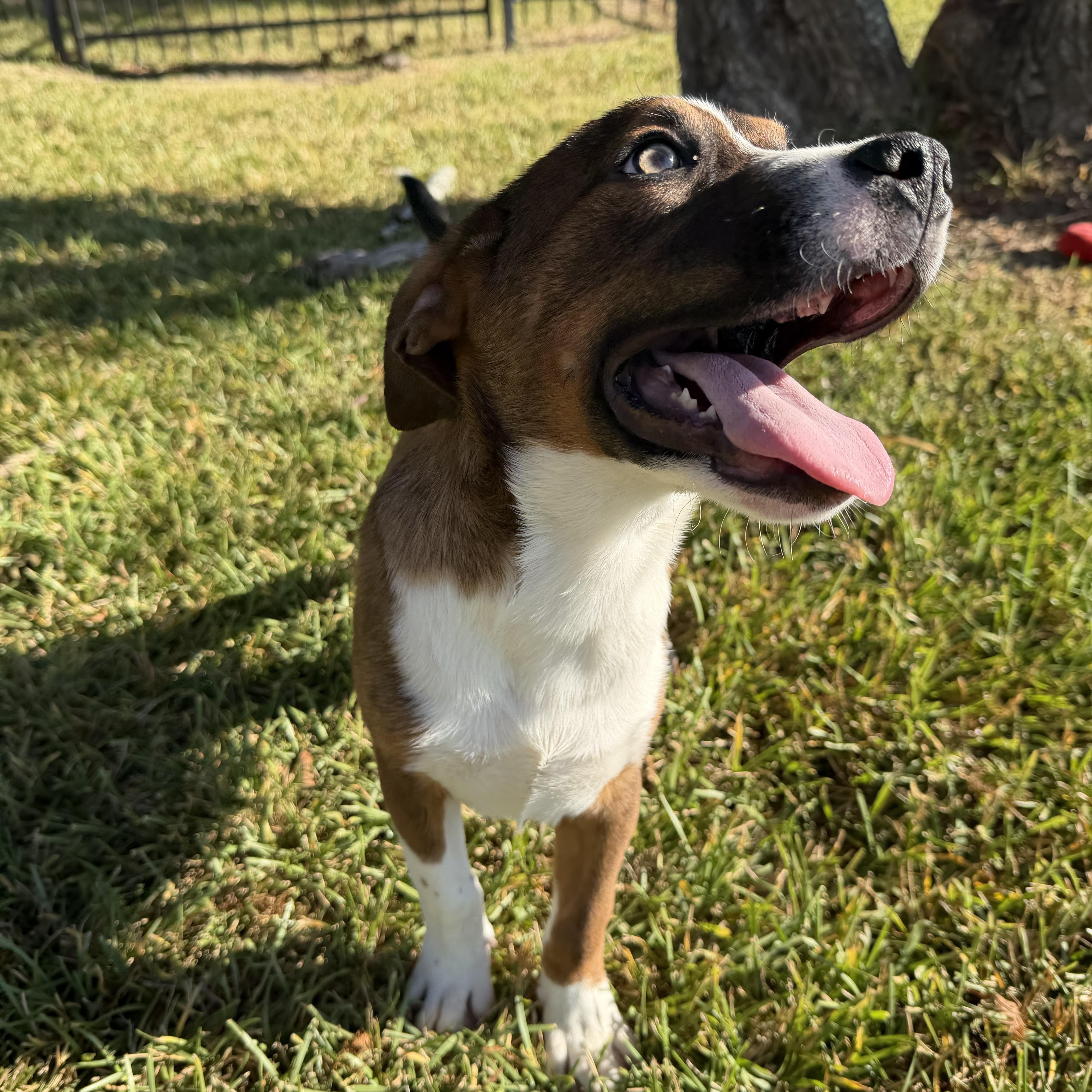 A baby medium-sized male Mixed Breed dog named Moby for adoption in Pearland, TX