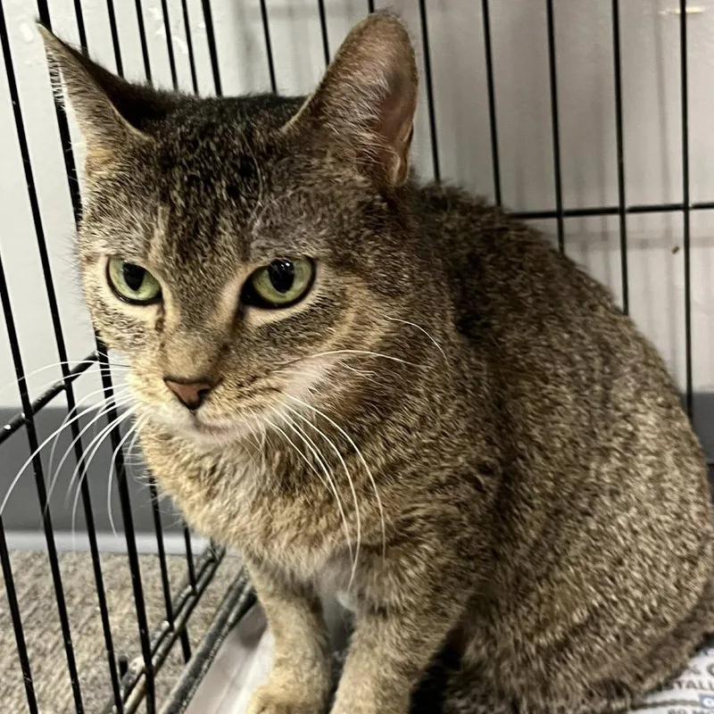 An adult medium-sized female Brown / Chocolate Domestic Short Hair cat named Boba for adoption in Hamburg, NY