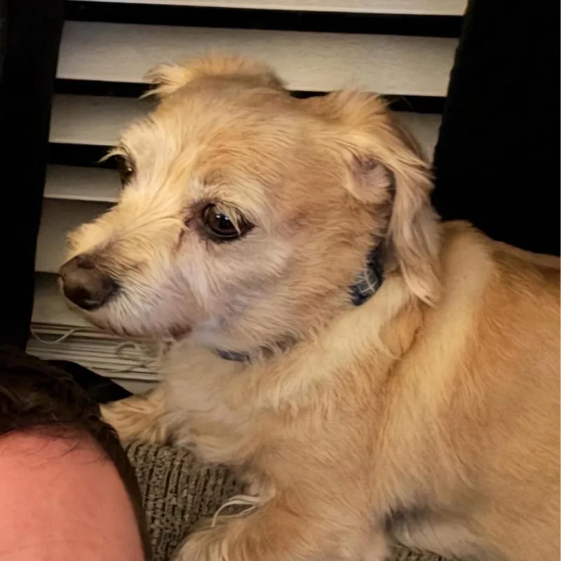 A senior small-sized male Yellow / Tan / Blond / Fawn Dachshund dog named Charlie for adoption in Alexandria, VA