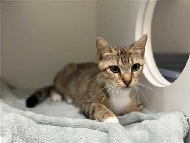 A young small-sized female Domestic Short Hair cat named Arsinoe for adoption in Texas City, TX