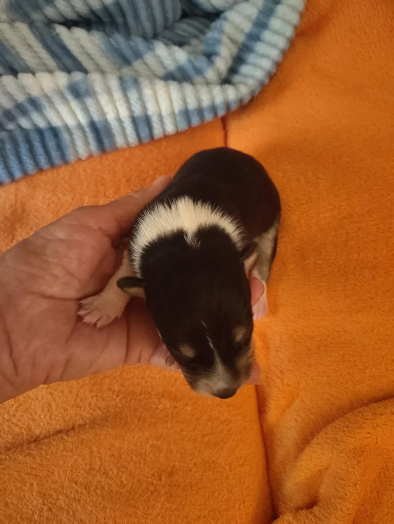 A baby small-sized female Tricolor (Brown, Black, & White) Chihuahua dog named Saddie for adoption in Deming, NM
