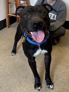 A young medium-sized male Black Pit Bull Terrier dog named Umpire for adoption in Cleveland, OH