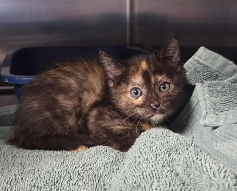 A baby small-sized female Domestic Short Hair cat named Scallop for adoption in Ocala, FL
