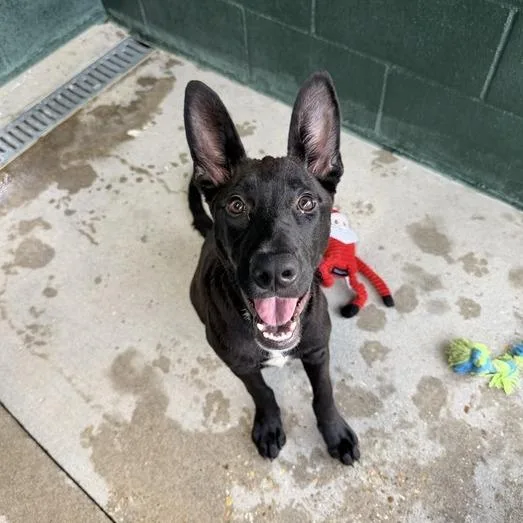 A young medium-sized female Black Australian Kelpie dog named Nugee for adoption in Carencro, LA