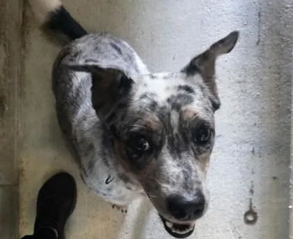 An adult medium-sized female Cattle Dog dog named Fritz for adoption in Savannah, GA