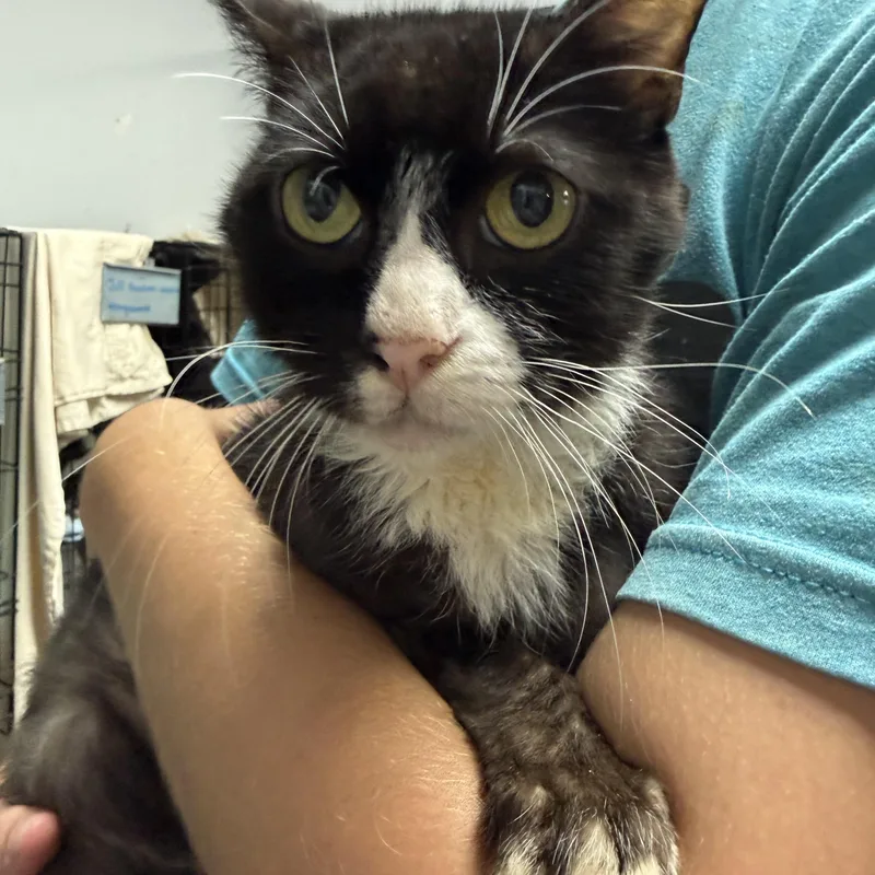 A senior medium-sized male Black & White / Tuxedo Tuxedo cat named Grape KoolAid for adoption in Columbia, SC