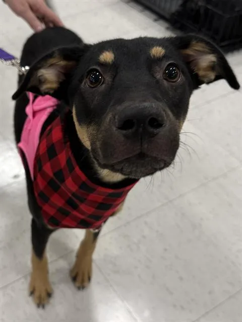 A young small-sized female Shepherd dog named Roo for adoption in Bakersfield, CA