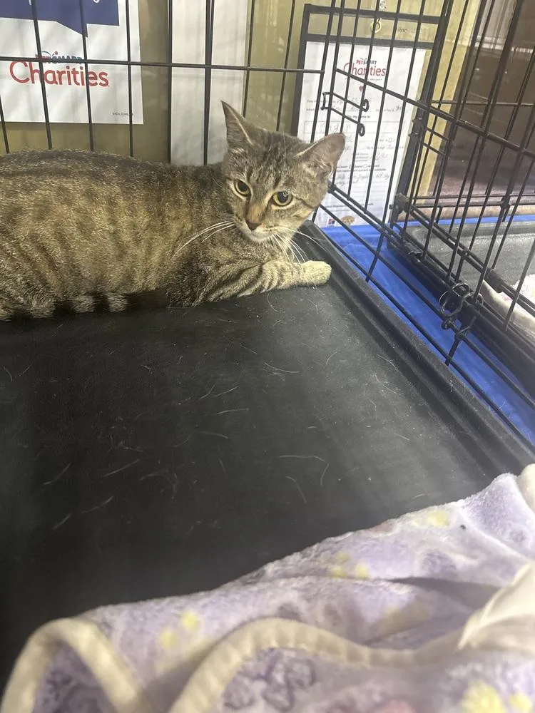 A young medium-sized female Gray & White Domestic Short Hair cat named Lovebug for adoption in Gonzales, LA