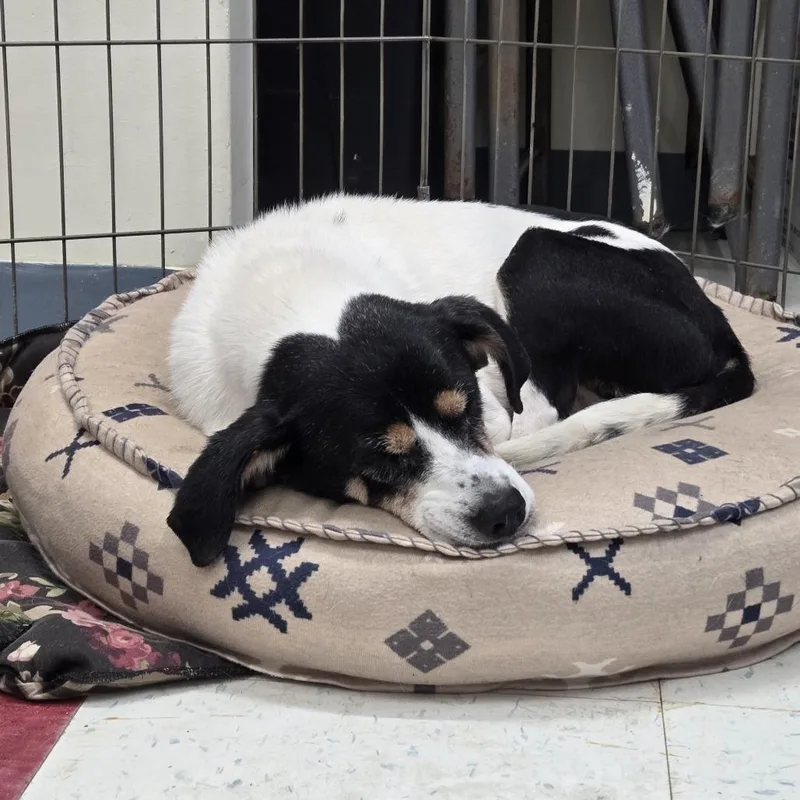 A senior small-sized female Rat Terrier dog named Sammy for adoption in Tawas City, MI
