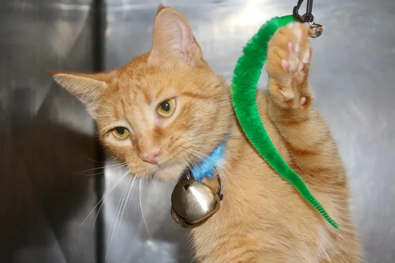 An adult medium-sized female Tabby (Orange / Red) Domestic Short Hair cat named Big Mac for adoption in Brazil, IN