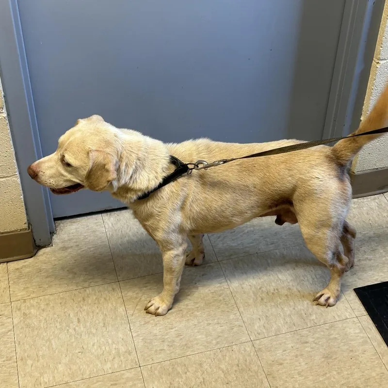 An adult medium-sized male Labrador Retriever dog named Stray Wiley Bradsher for adoption in Roxboro, NC
