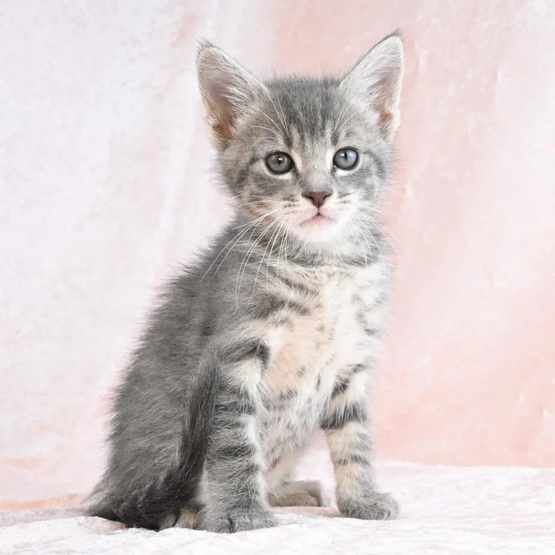 A baby small-sized male Gray / Blue / Silver Domestic Short Hair cat named Noodle for adoption in Mobile, AL