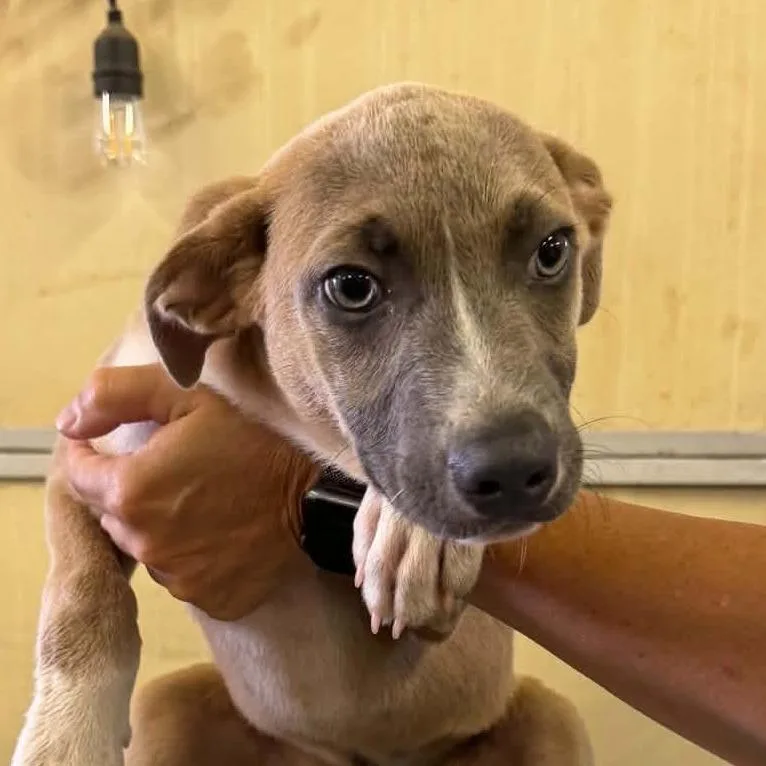 A baby small-sized male Yellow / Tan / Blond / Fawn Mixed Breed dog named Ian for adoption in Buffalo, MN