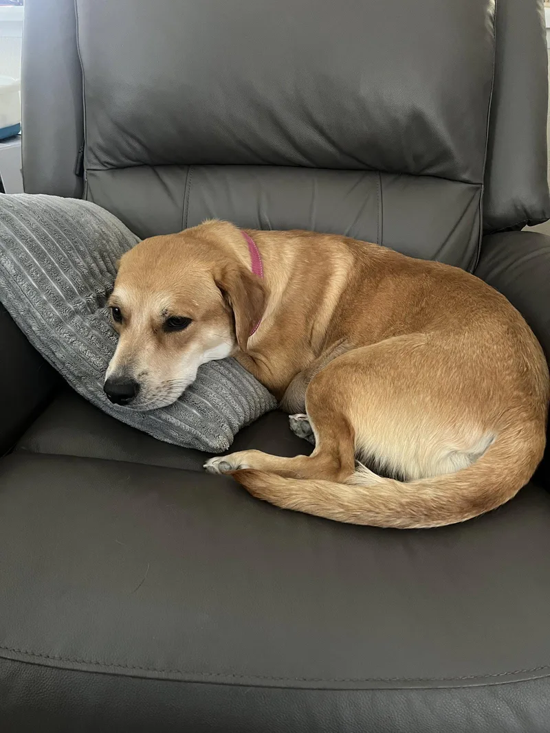 An adult medium-sized female Beagle dog named Lucy for adoption in Fullerton, CA