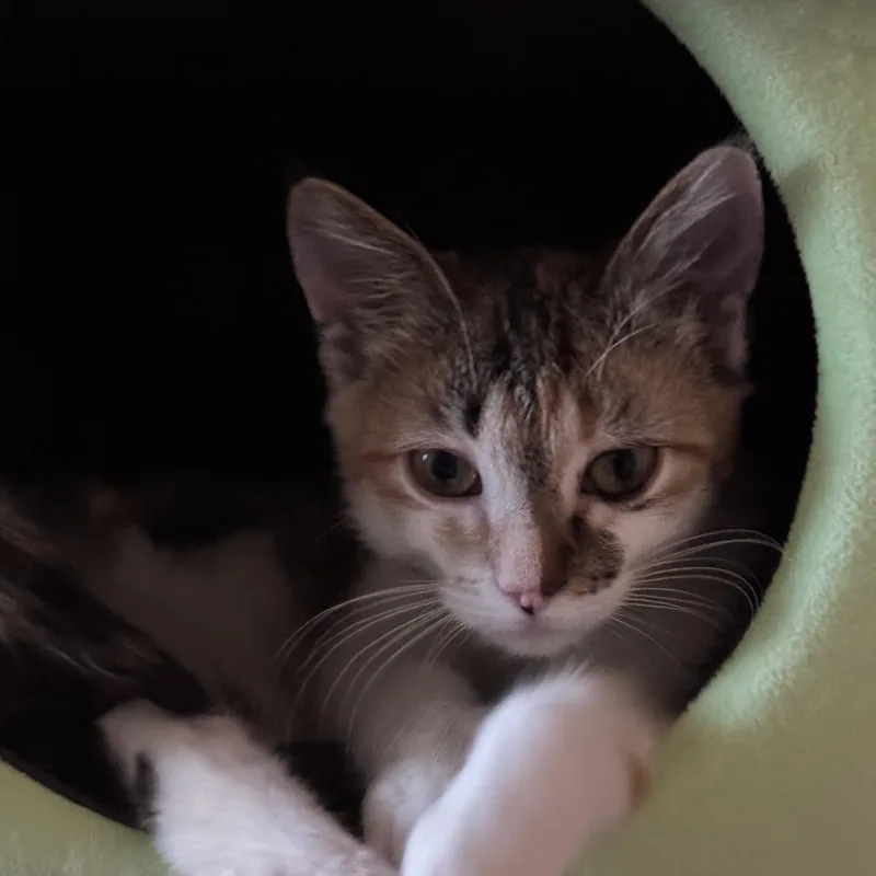 Pinto Bean thumbnail 2