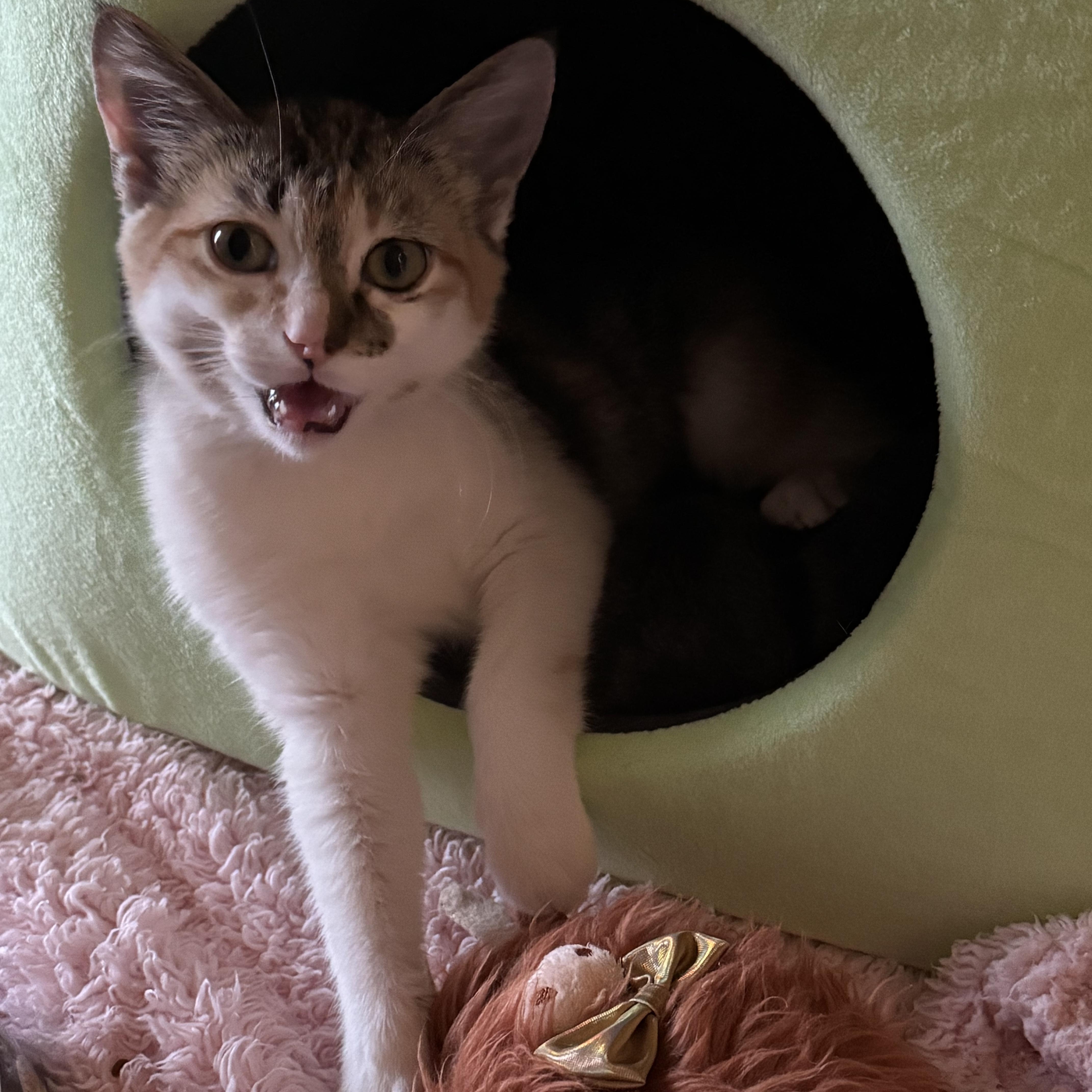 Pinto Bean thumbnail 3