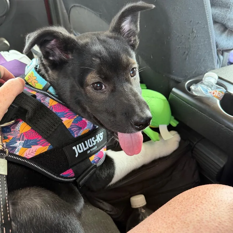 A baby medium-sized female Black Akita dog named Oreo for adoption in Springboro, OH