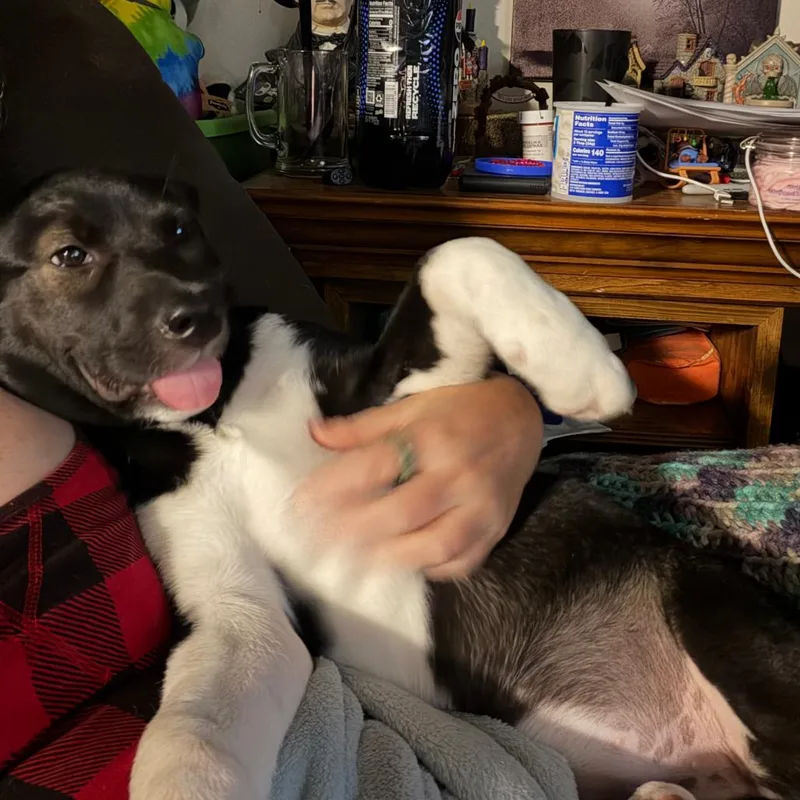 Oreo thumbnail 2