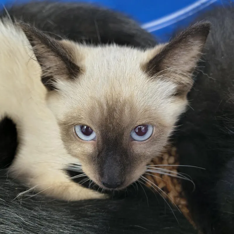 A baby small-sized male Gray / Blue / Silver Siamese cat named Yeti for adoption in Othello, WA