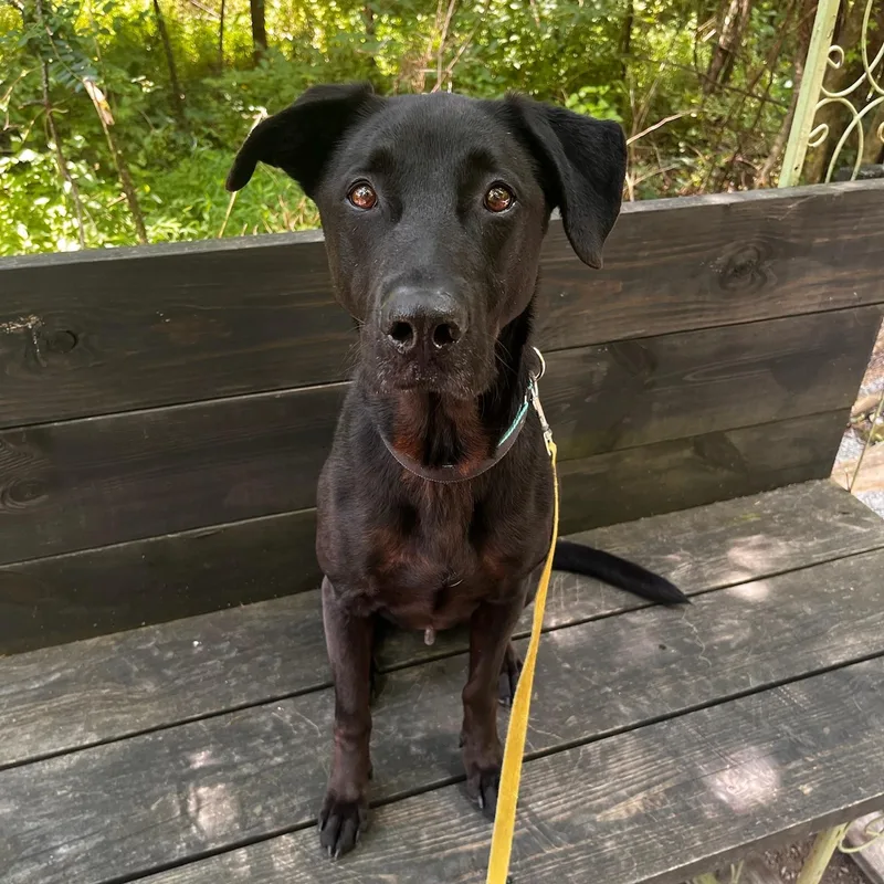 An adult large-sized male Black Labrador Retriever dog named Quincy for adoption in Mount Juliet, TN