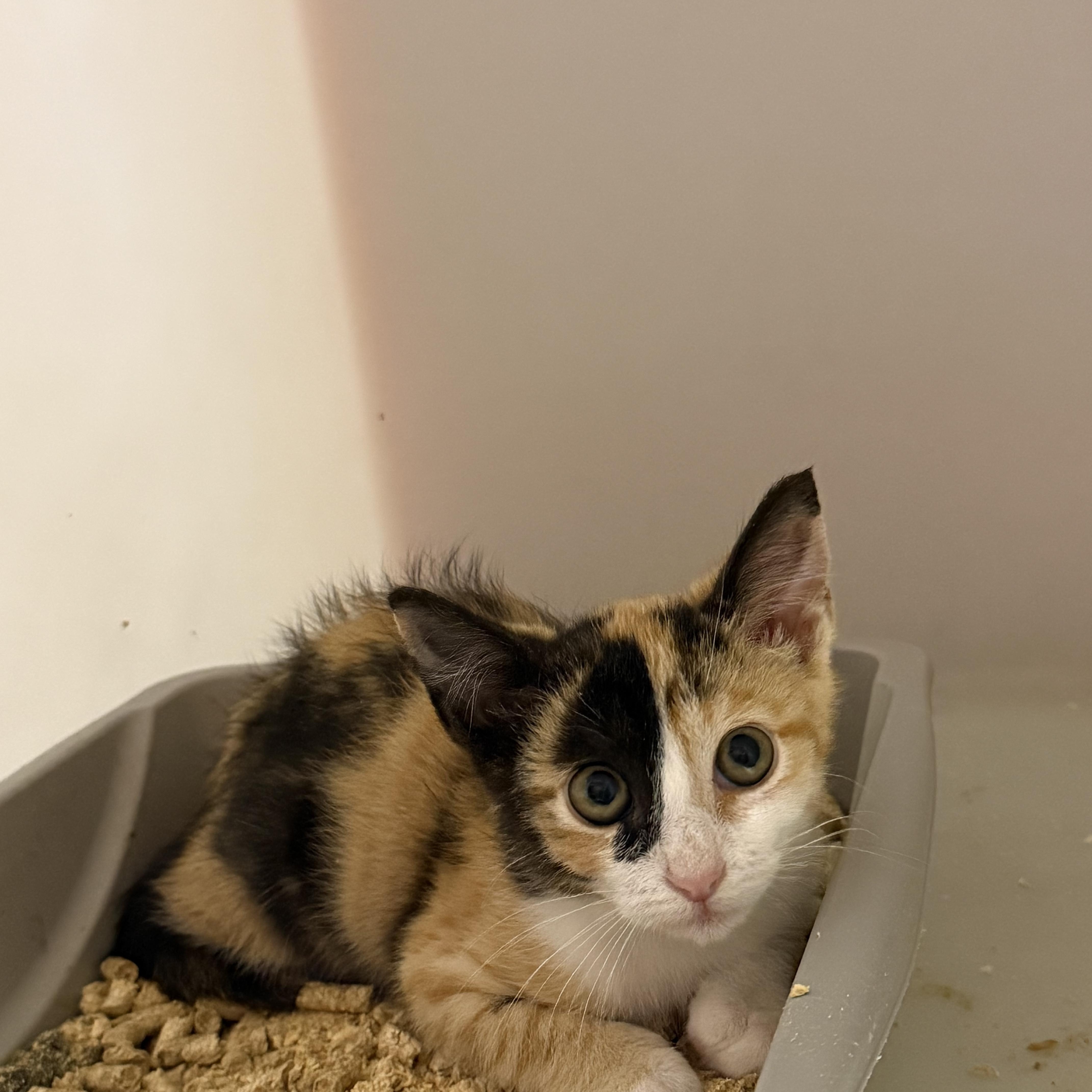 A baby medium-sized female Calico Domestic Short Hair cat named Kiara for adoption in Elberton, GA