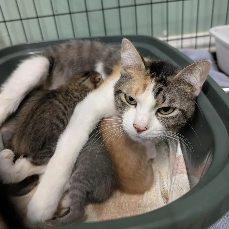 An adult medium-sized female Calico Domestic Short Hair cat named Dory for adoption in Leander, TX