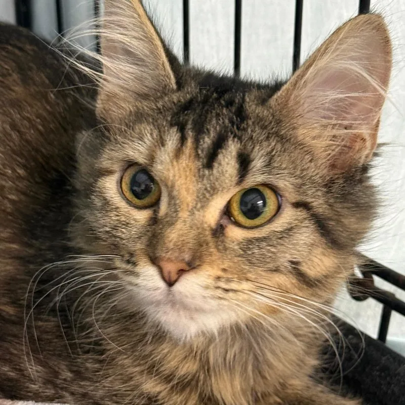 A young small-sized female Brown / Chocolate Domestic Short Hair cat named Moondancer for adoption in Normal, IL