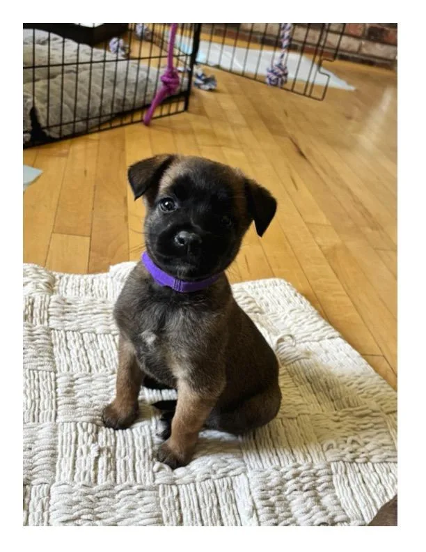 A baby small-sized female Belgian Shepherd / Malinois dog named Akela for adoption in Discovery Bay, CA