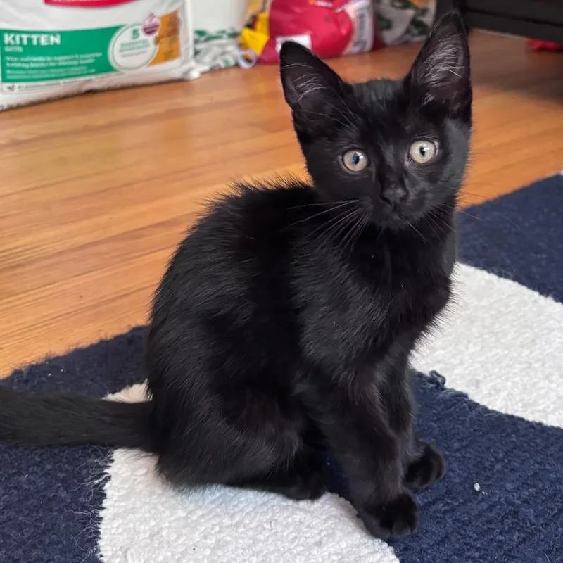 A baby small-sized female Black Domestic Short Hair cat named Marina for adoption in Hopkinton, MA