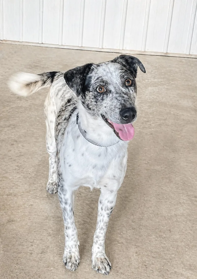 A young medium-sized female White / Cream Australian Cattle Dog / Blue Heeler dog named Merry for adoption in Lacon, IL