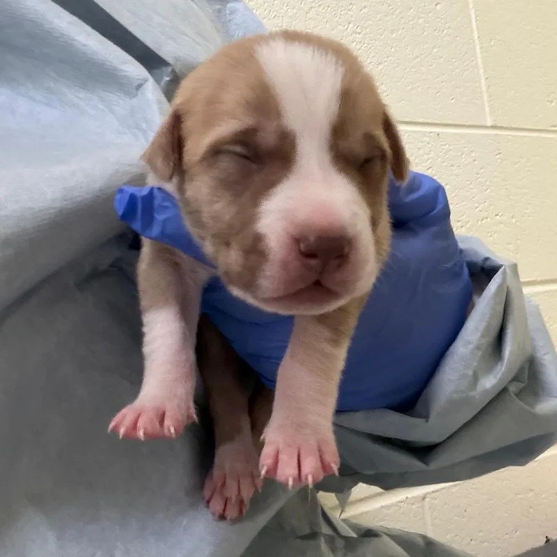 A baby small-sized male Brown / Chocolate Husky dog named Marlin for adoption in Charlottesville, VA