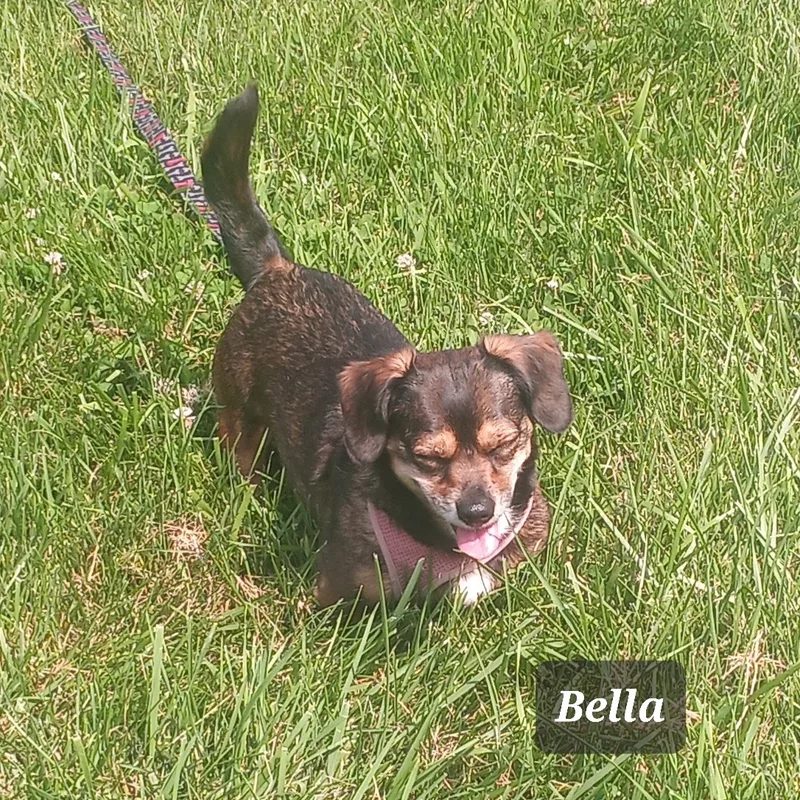 Kylo And Bella Bonded