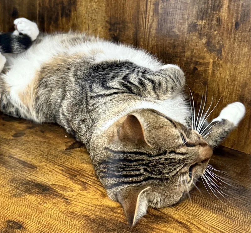 Tiger  Your Tabby thumbnail 2