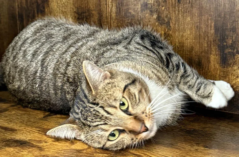 Tiger  Your Tabby thumbnail 3