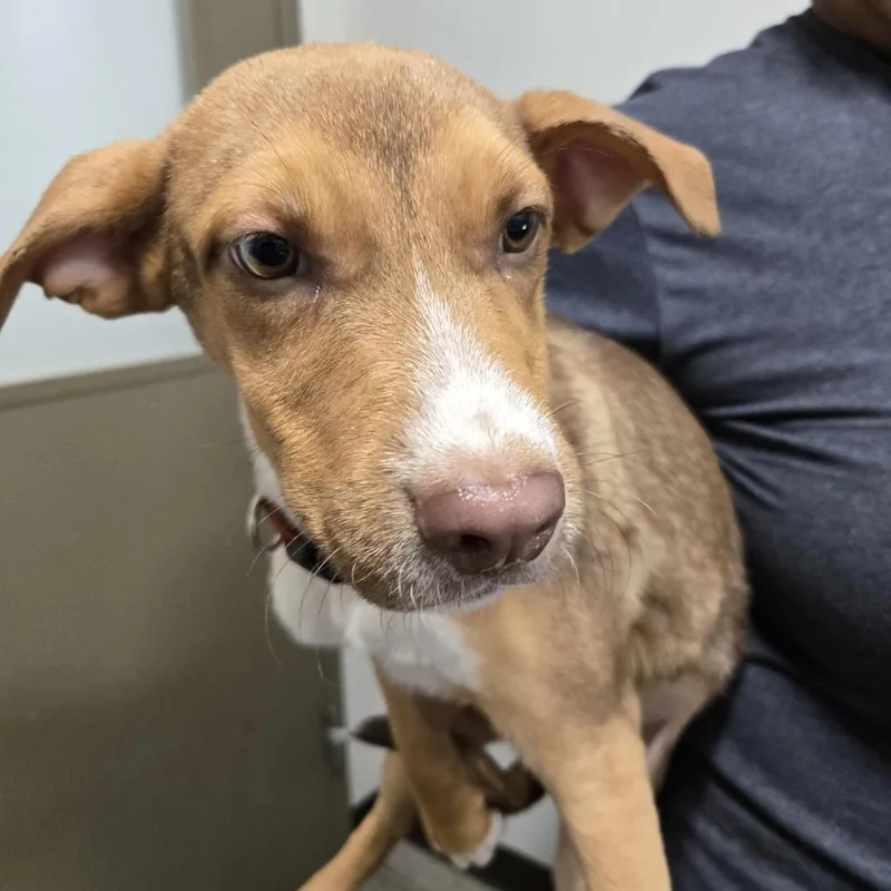 A baby medium-sized male Brown / Chocolate Mixed Breed dog named Fester for adoption in Washington Township, OH