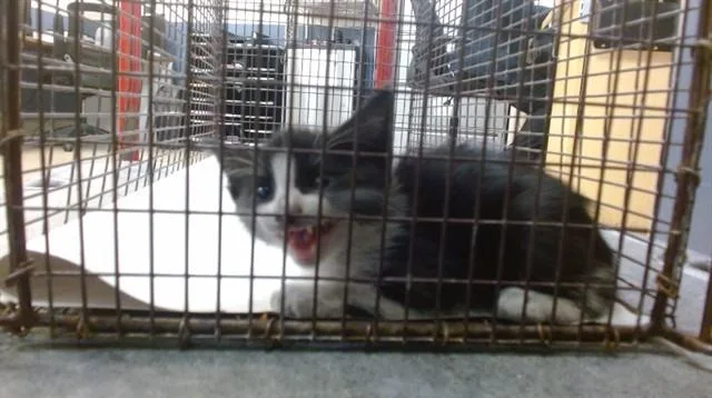 A baby small-sized female Domestic Short Hair cat named Lulu for adoption in Miami, FL