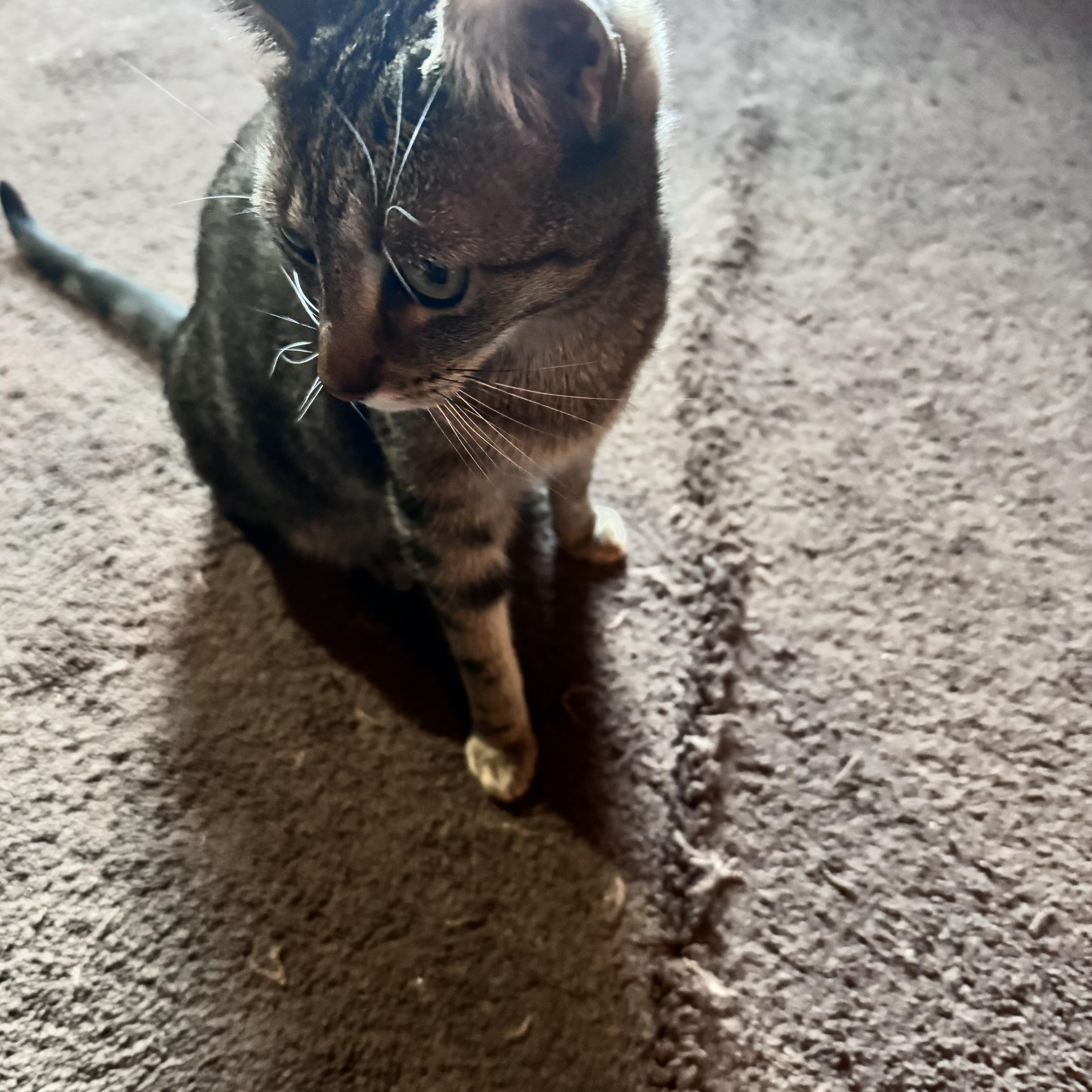 Lexi And Nala thumbnail 2