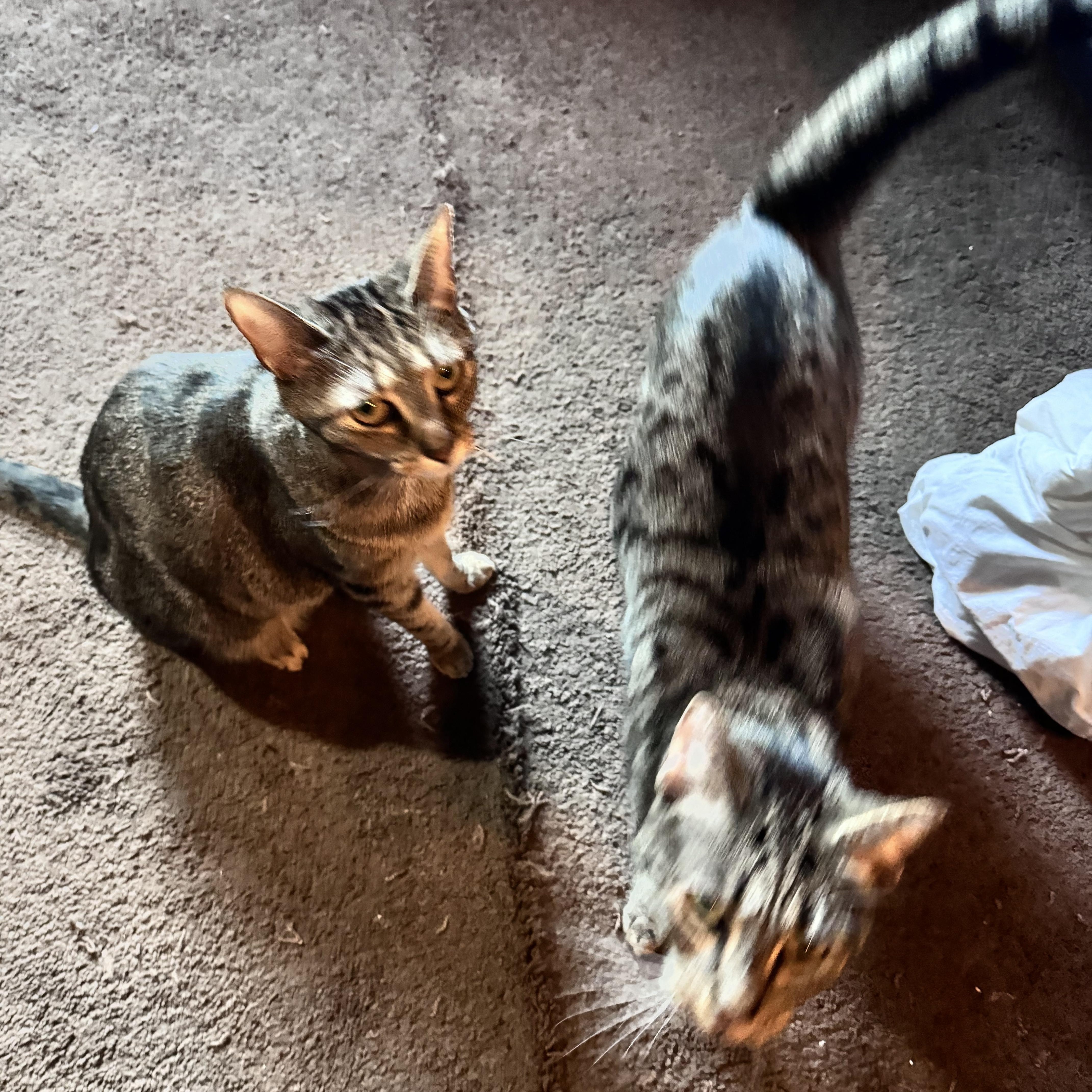 Lexi And Nala thumbnail 4