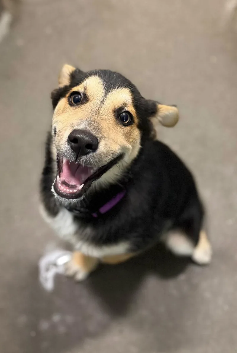 A baby medium-sized female Tricolor (Brown, Black, & White) Shepherd dog named Zipper for adoption in Cedarburg, WI